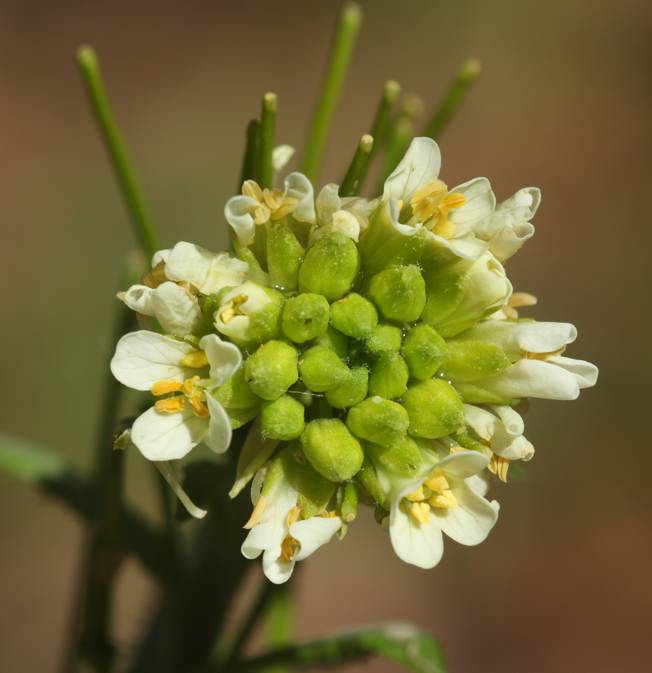 Arabis turrita (Brassicaceae)