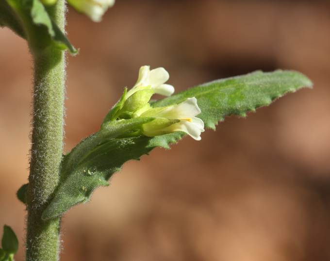 Arabis turrita (Brassicaceae)