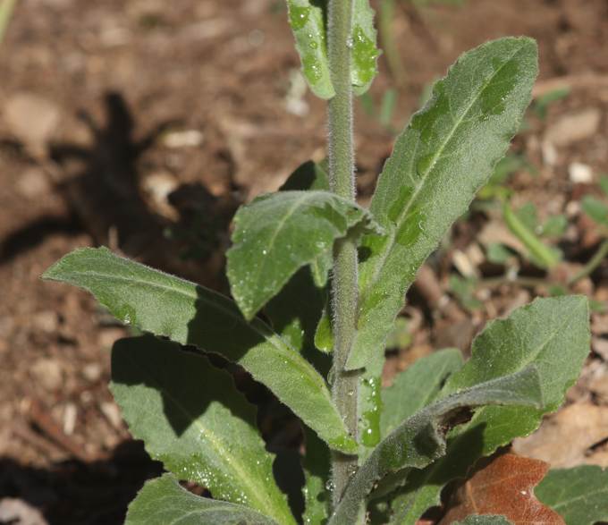 Arabis turrita (Brassicaceae)