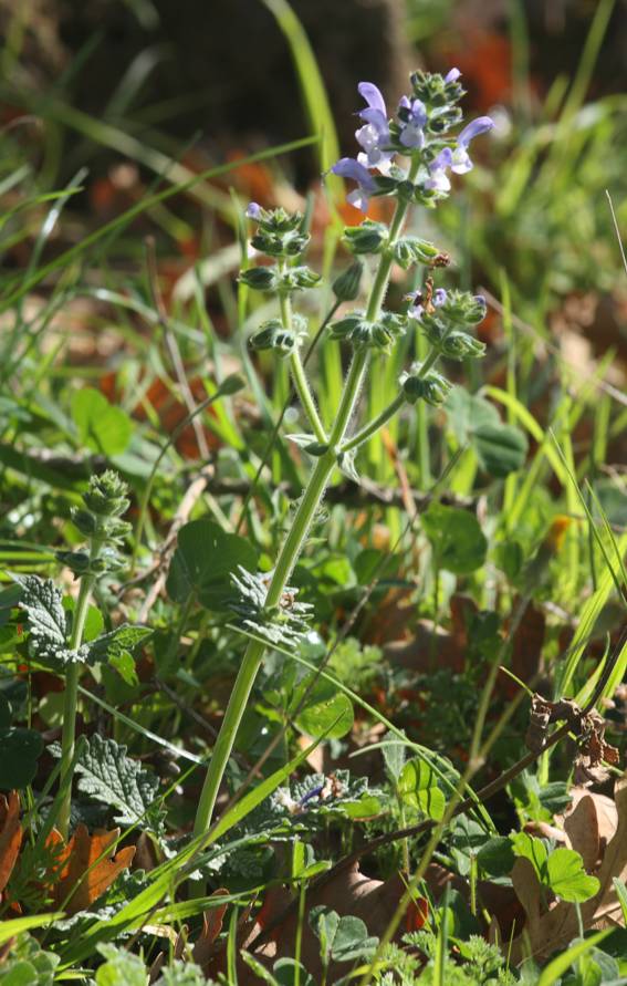 Salvia clandestina