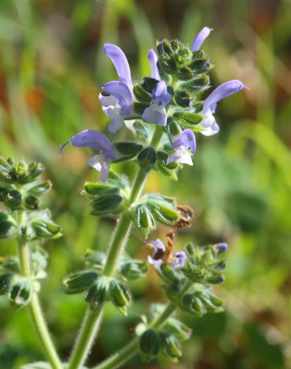 Salvia clandestina