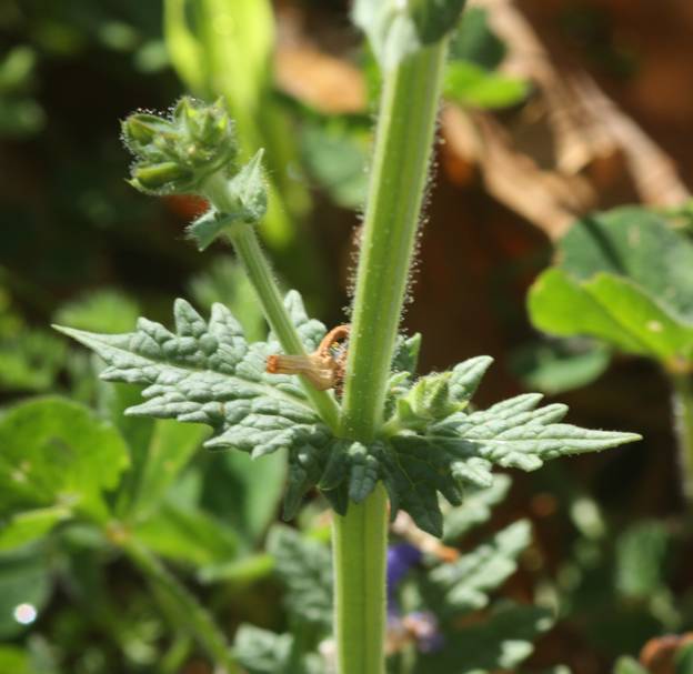 Salvia clandestina