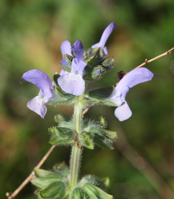 Salvia clandestina