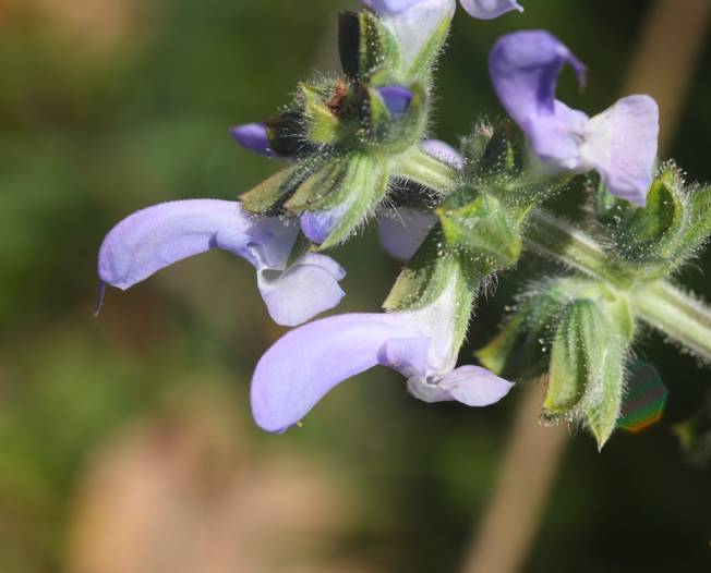 Salvia clandestina