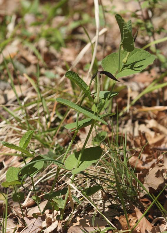 Aristolochia lutea?