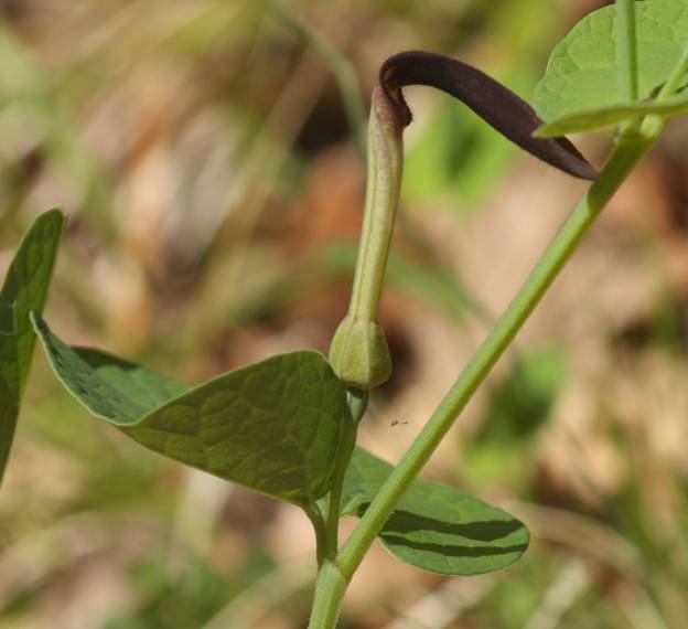 Aristolochia lutea?