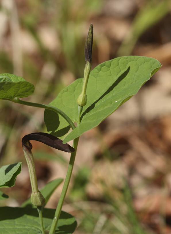 Aristolochia lutea?