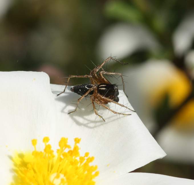 Oxyopes cf. heterophthalmus