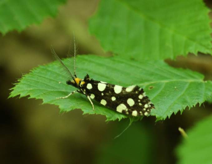 Euplocamus anthracinalis?