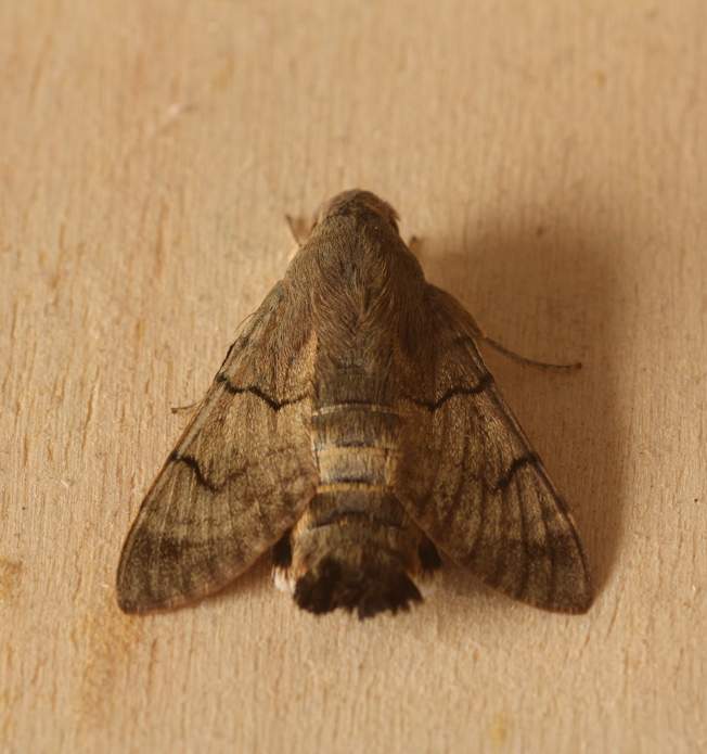 Macroglossum stellatarum?