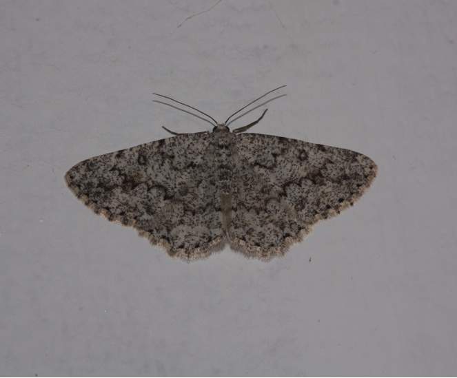 Geometridae da Identificare