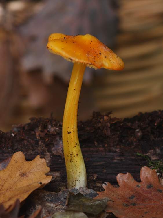 Hygrocybe?