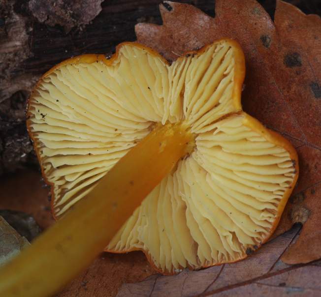 Hygrocybe?