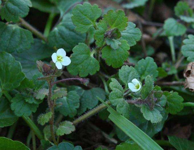 Veronica cymbalaria / Veronica a foglie di Cimbalaria