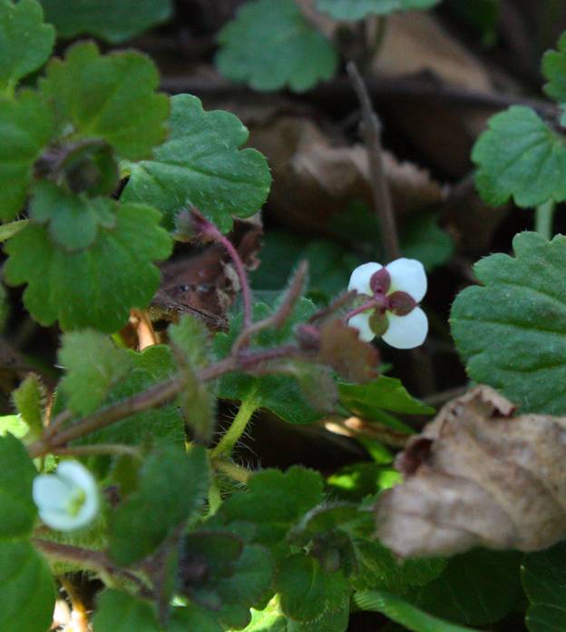 Veronica cymbalaria / Veronica a foglie di Cimbalaria