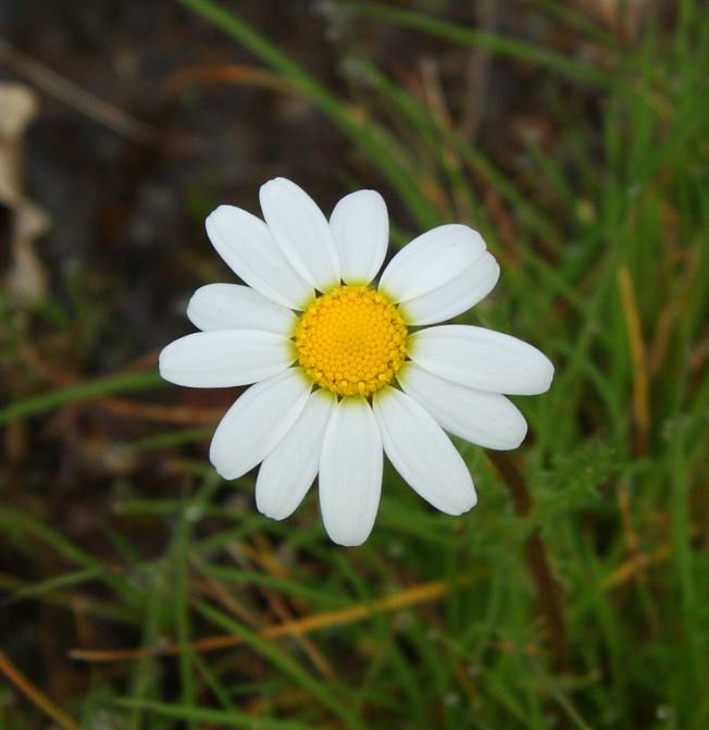 Chamaemelum fuscatum (=Anthemis praecox) / Camomilla precoce