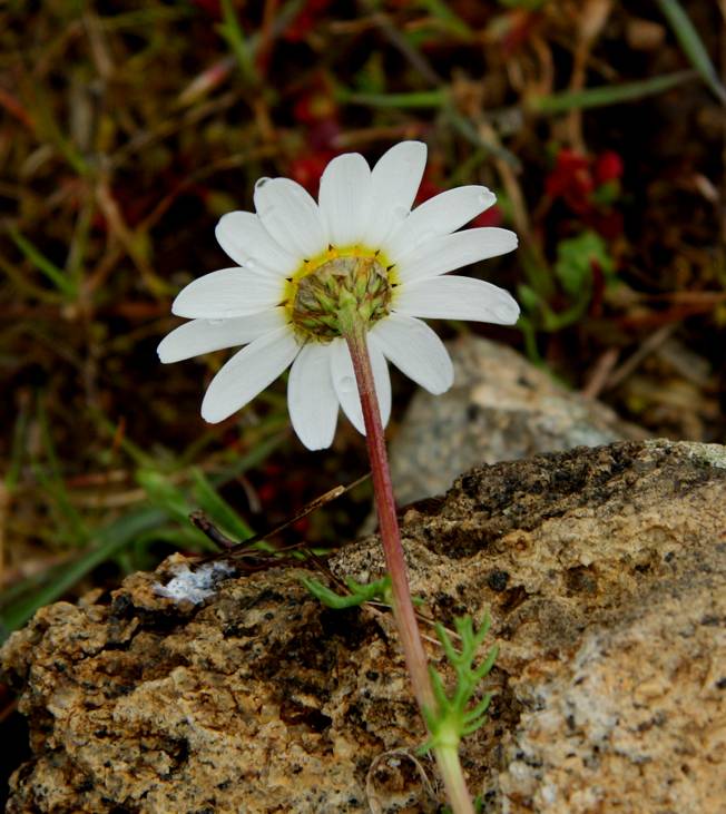 Chamaemelum fuscatum (=Anthemis praecox) / Camomilla precoce