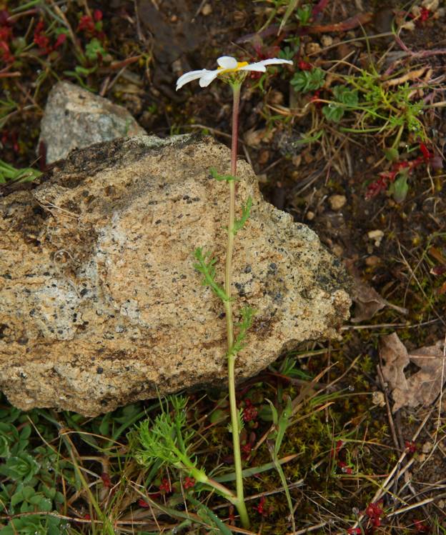 Chamaemelum fuscatum (=Anthemis praecox) / Camomilla precoce