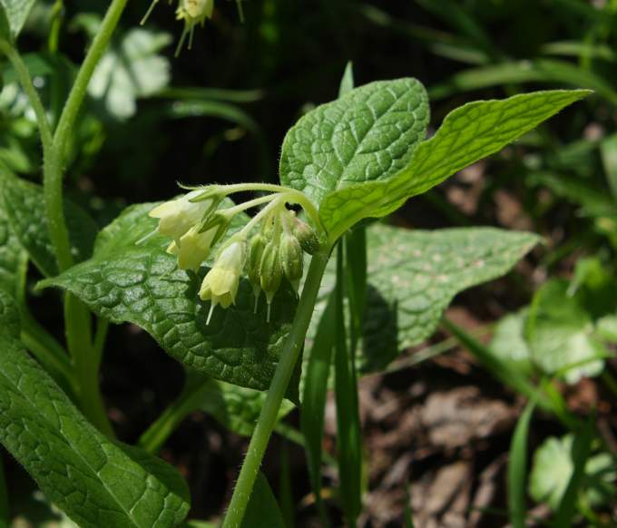 Symphytum bulbosum?