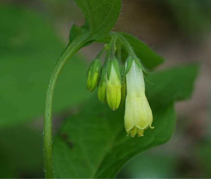 Symphytum tuberosum