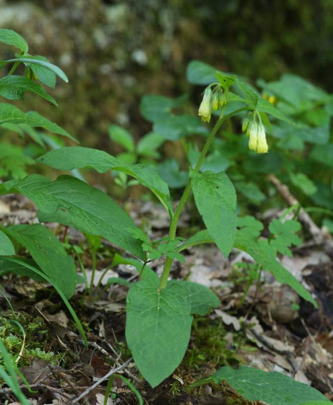 Symphytum tuberosum