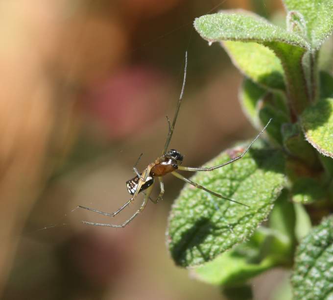 Neriene cf. radiata - Soriano nel Cimino (VT)