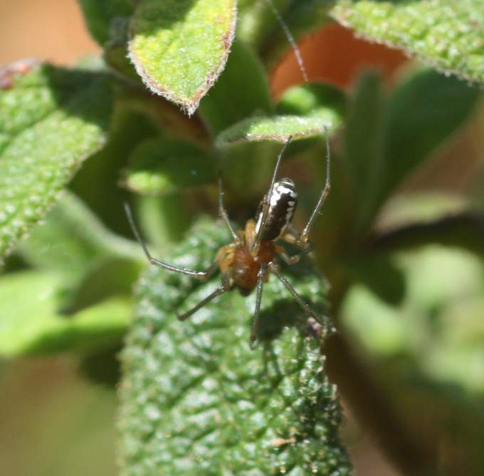 Neriene cf. radiata - Soriano nel Cimino (VT)