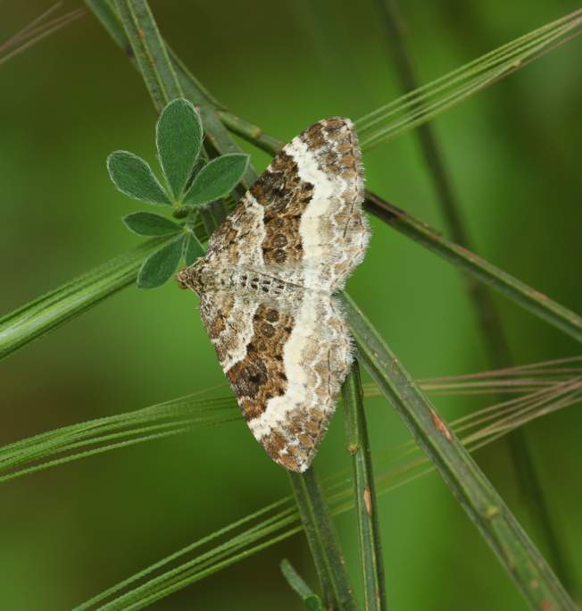 Epirrhoe alternata?