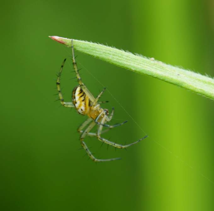 Linyphiidae (credo) No. Mangora acalypha - Vasanello (VT)