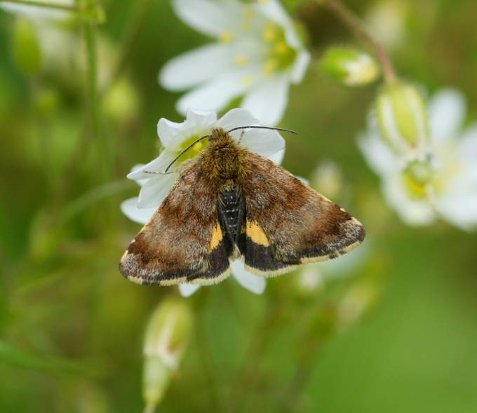 Pyrausta? - No, Panemeria tenebrata