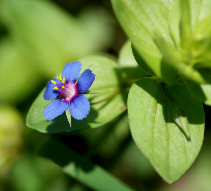 Lysimachia (=Anagallis) arvensis