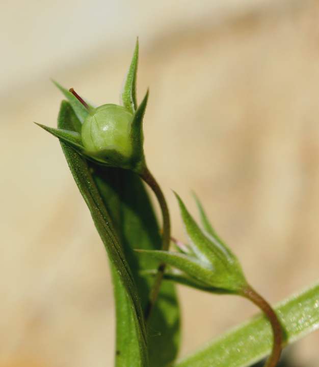 Lysimachia (=Anagallis) arvensis