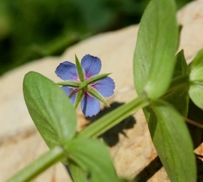 Lysimachia (=Anagallis) arvensis