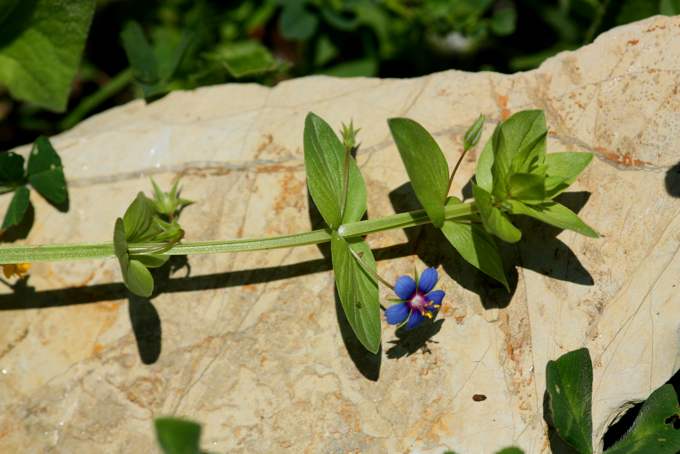 Lysimachia (=Anagallis) arvensis