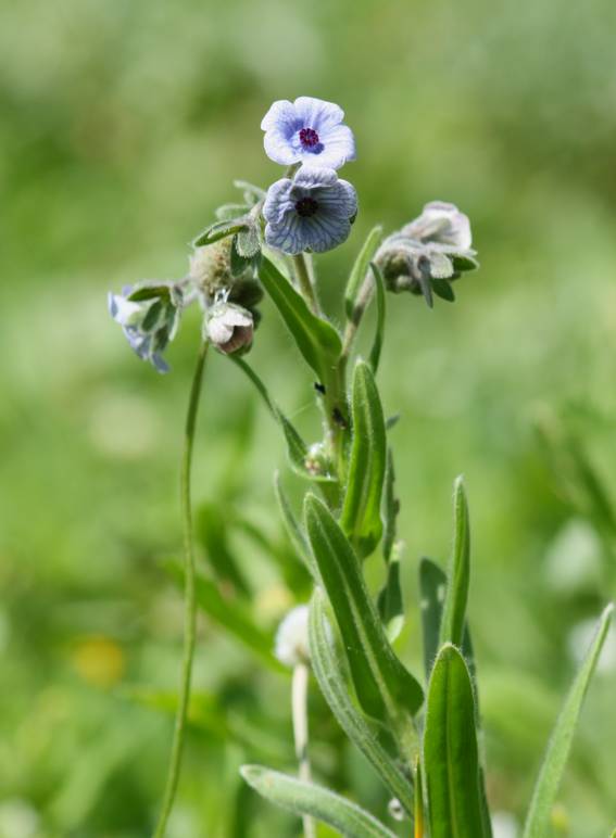 Cynoglossum creticum