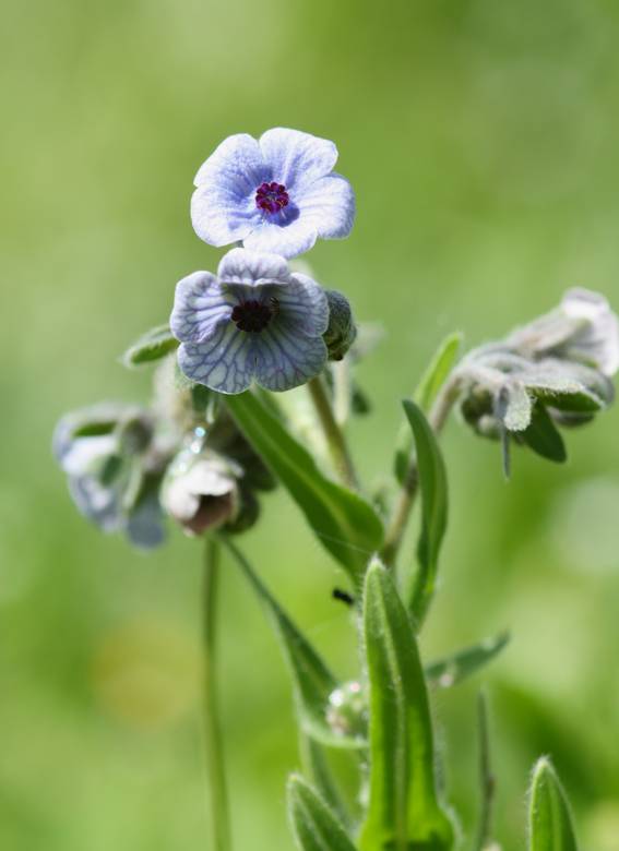 Cynoglossum creticum