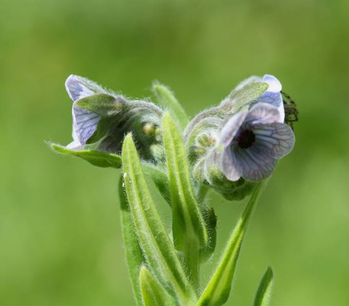 Cynoglossum creticum