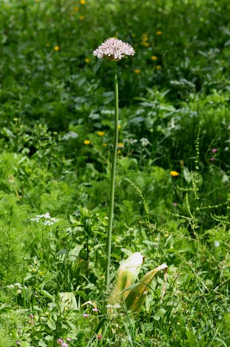 Allium nigrum