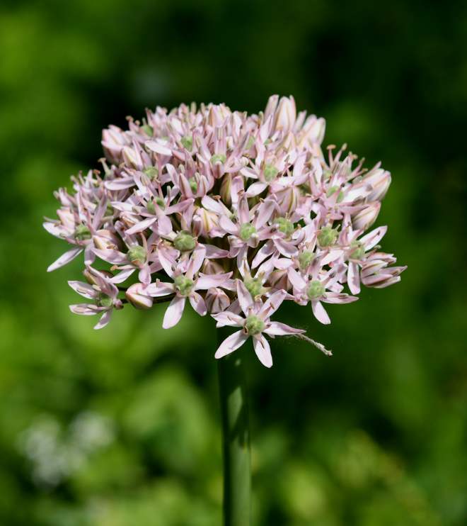 Allium nigrum