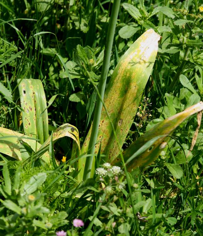 Allium nigrum