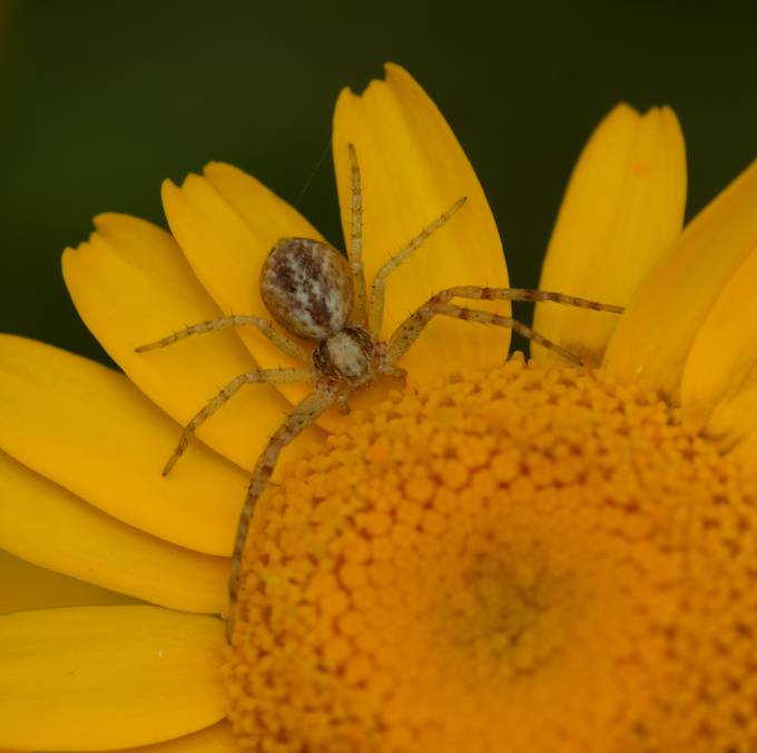 Philodromus sp. - Viterbo (VT)