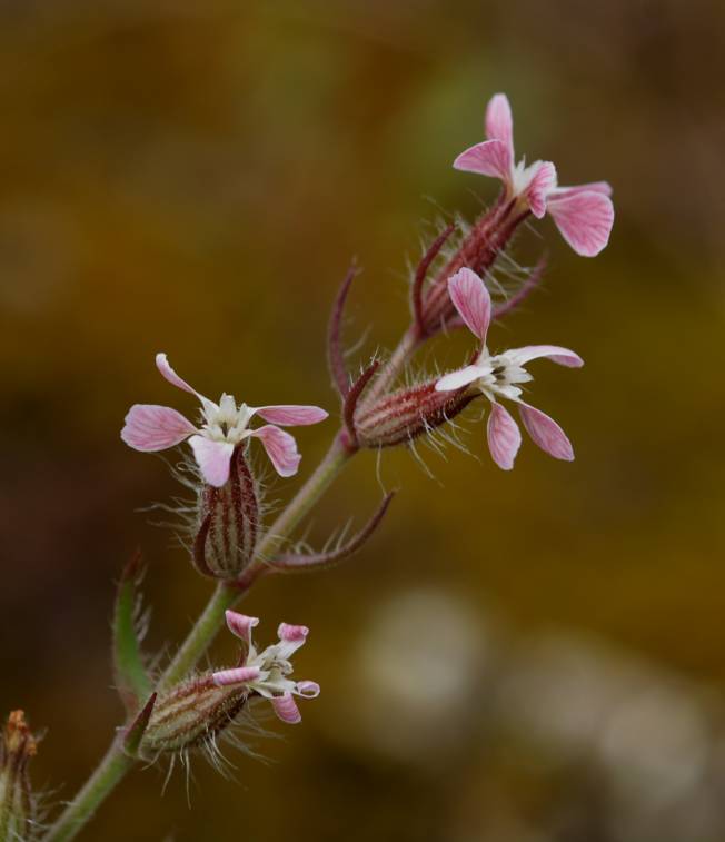 Silene gallica