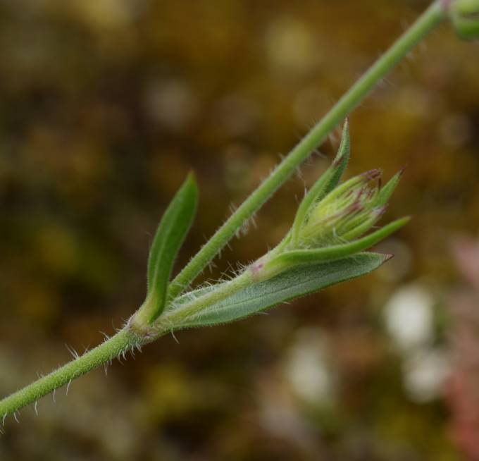 Silene gallica