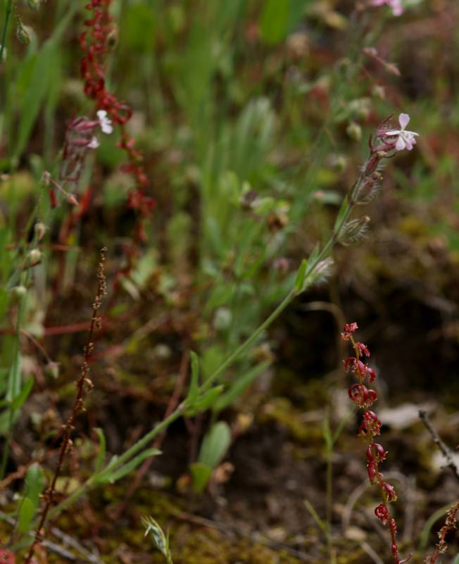 Silene gallica