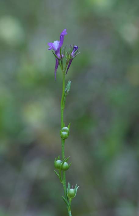 Linaria pelisseriana.