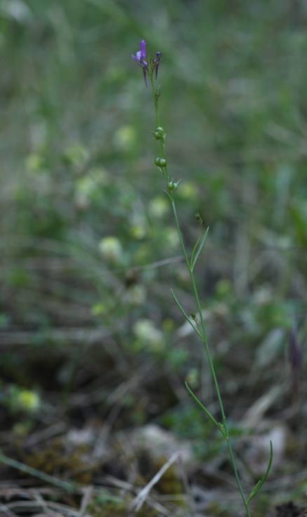 Linaria pelisseriana.