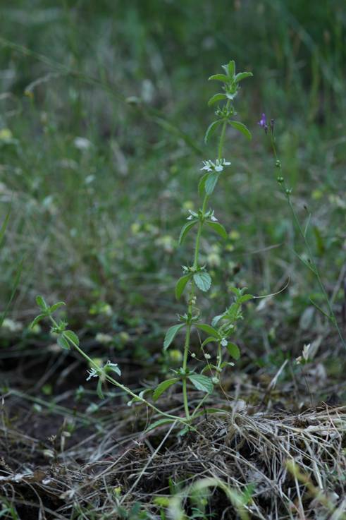 Sideritis romana