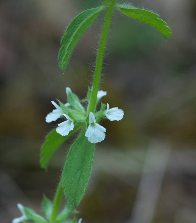 Sideritis romana