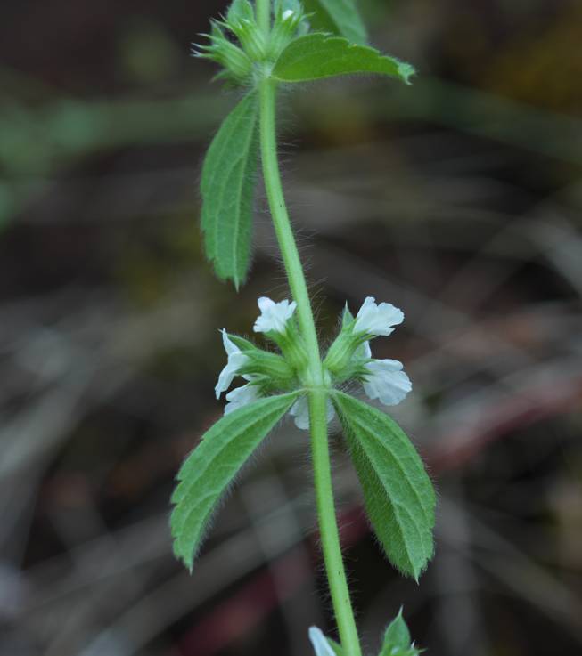 Sideritis romana