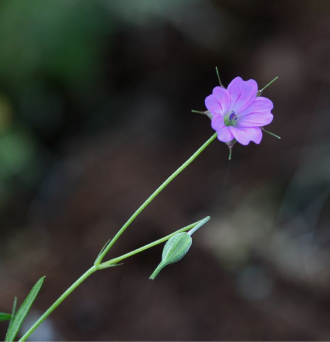 Geranium columbinum / Geranio colombino